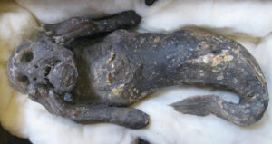 Mermaid Mummy Featured