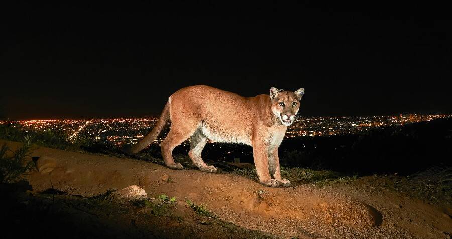 L.A.'s Famous Mountain Lion P-22 Euthanized After Vehicle Strike