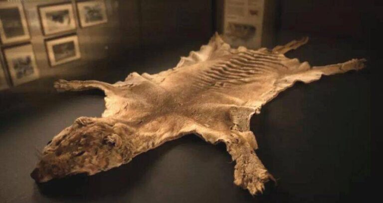 Pelt Of The Tasmanian Tiger