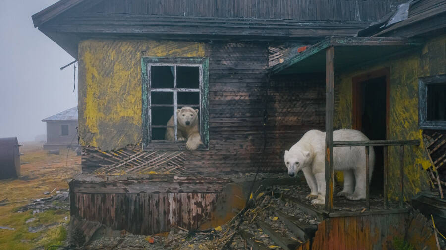 Polar Bears In Kolyuchin