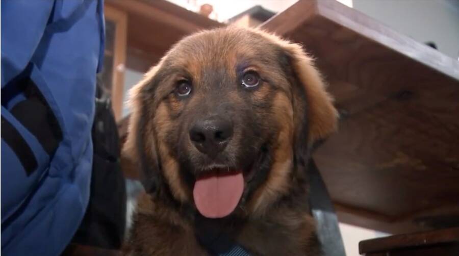 Puppy Survives Miracle Swim