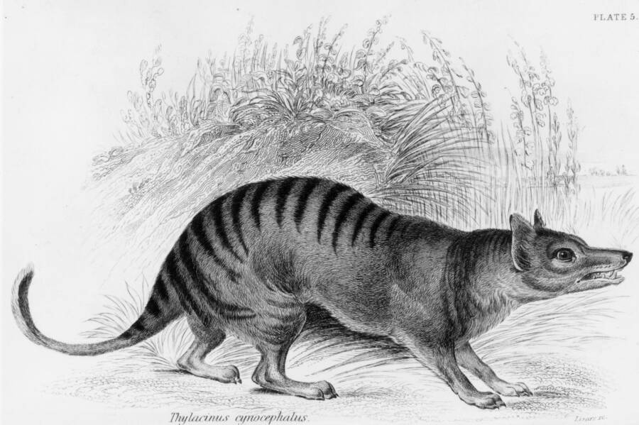 tasmanian tiger illustration - Remains Of The Last Tasmanian Tiger Found In A Museum