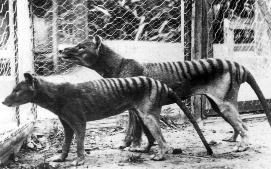 tasmanian tigers - Remains Of The Last Tasmanian Tiger Found In A Museum
