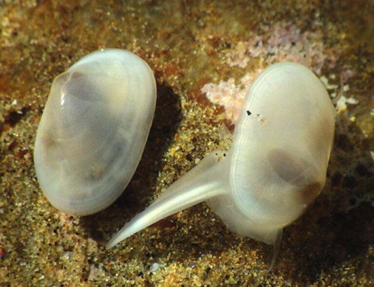 Scientists Find 'Extinct' Translucent Clam On California Beach