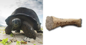 Astrochelys Rogerbouri