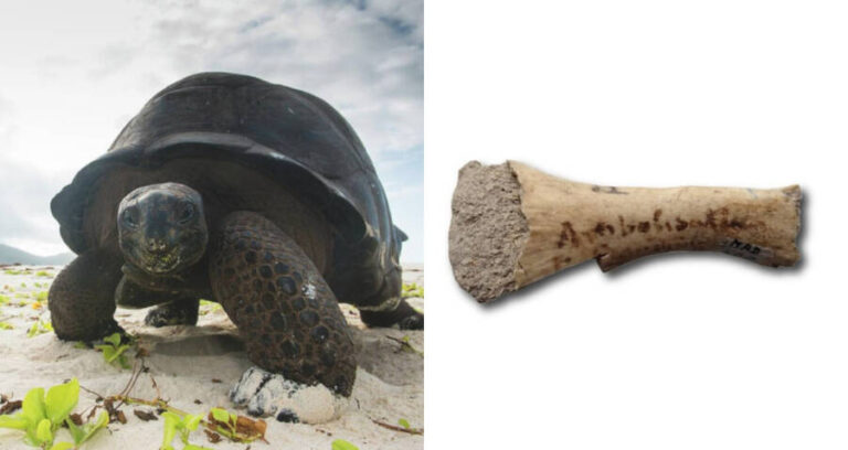 Astrochelys Rogerbouri