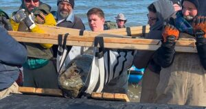 Chesapeake Bay Whale Skull