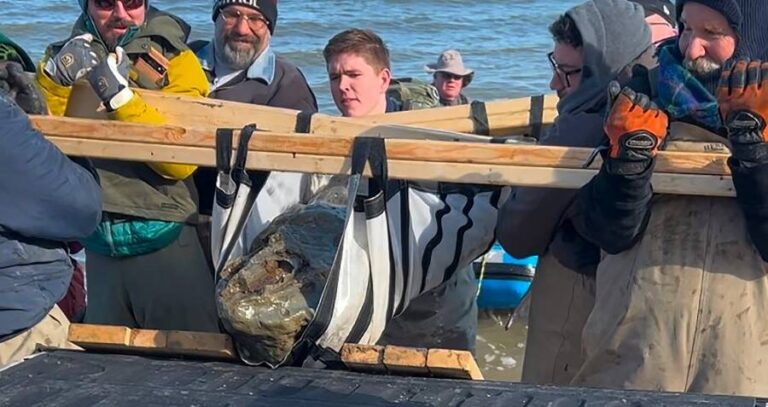 Chesapeake Bay Whale Skull