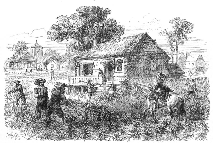 Cultivation Of Tobacco At Jamestown