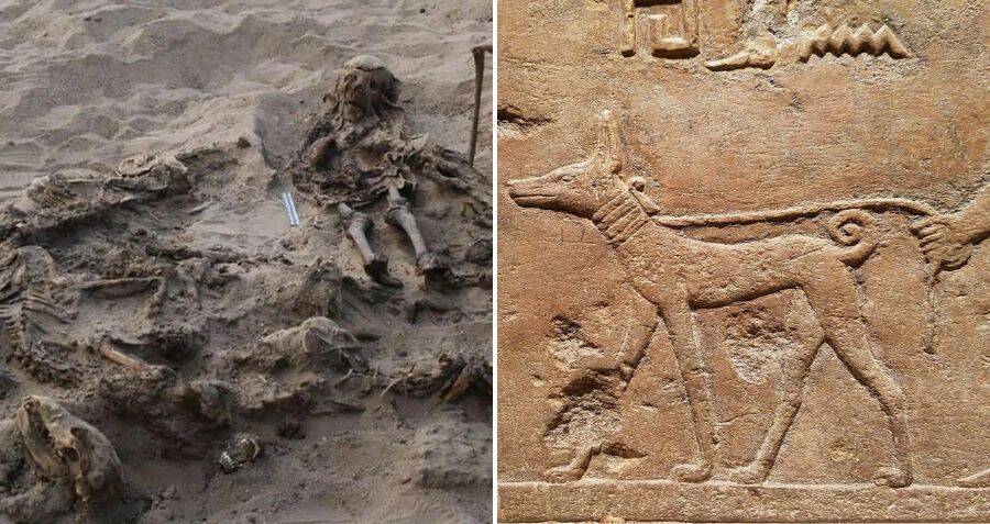 child-discovered-buried-with-142-dogs-by-archaeologists-in-egypt