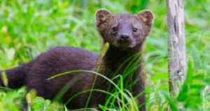Fisher Cat Featured