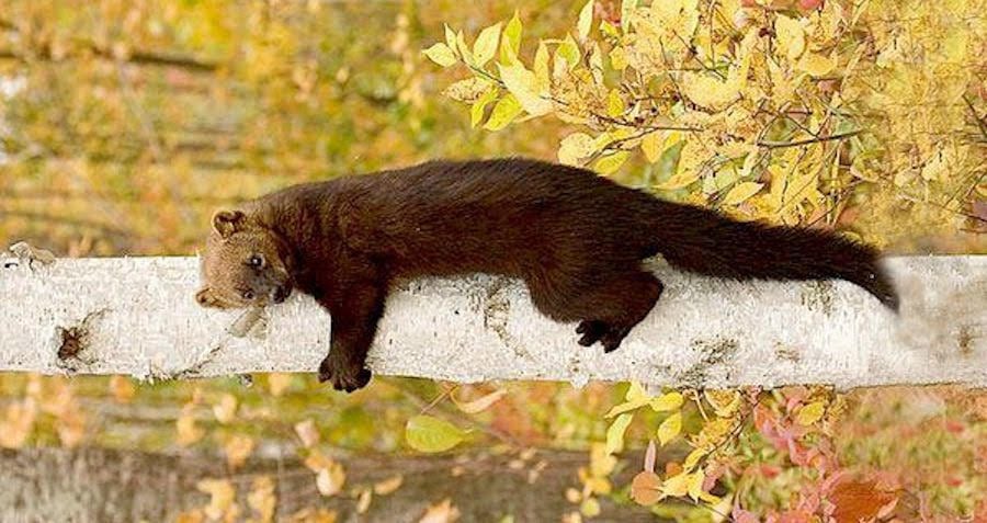 Meet The Fisher Cat Which Isn t A Fisher Or A Cat
