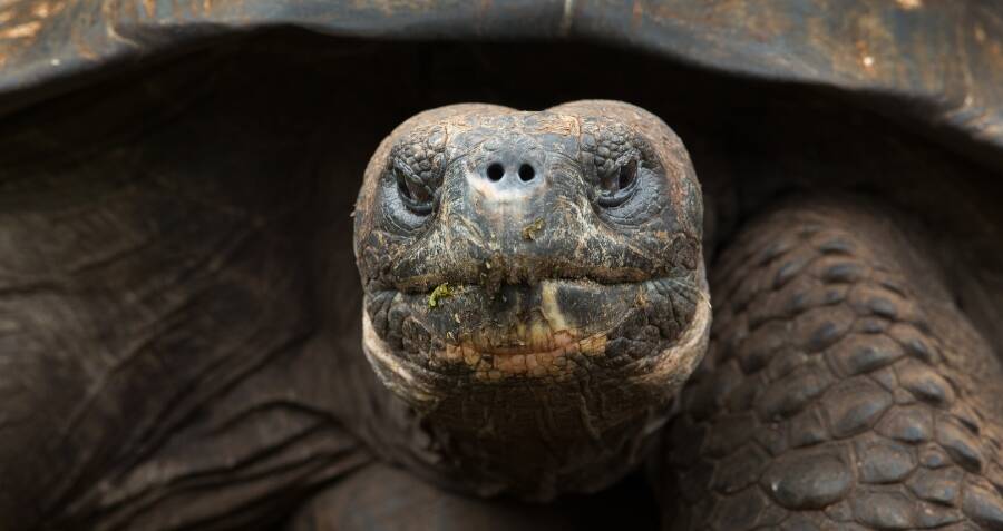 Scientists Discovered A New Extinct Tortoise Species In Madagascar