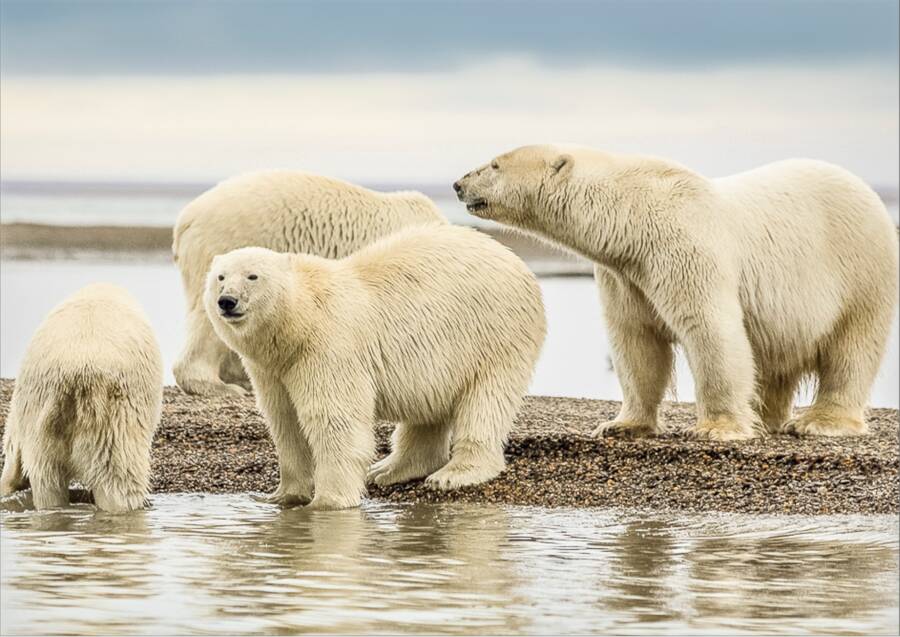 Pack Of Polar Bears 
