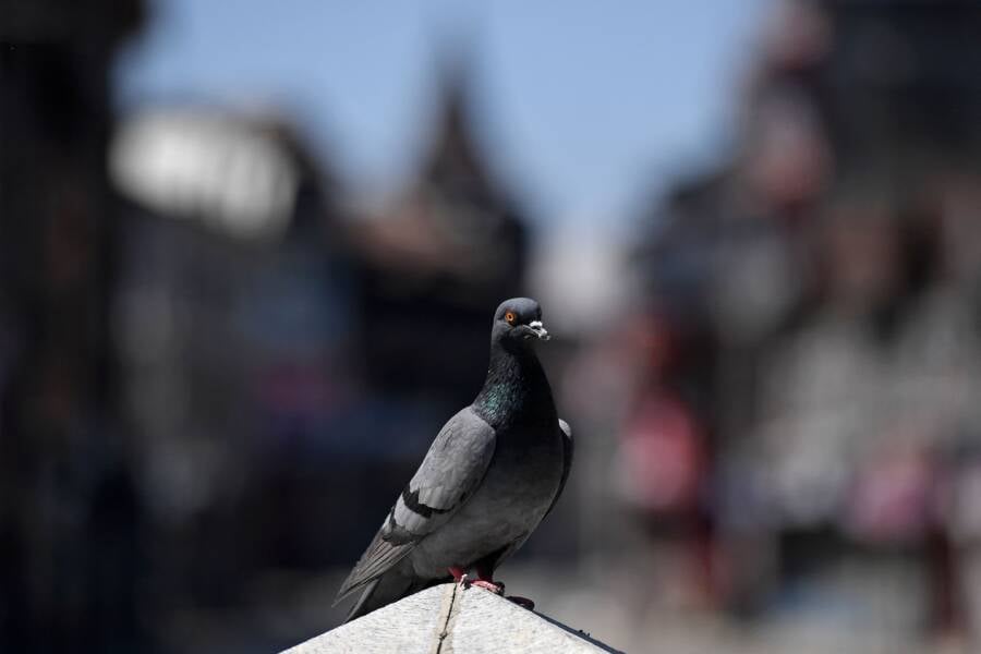 Pigeon Standing On Wall