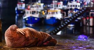 Thor Laying On Cobblestones