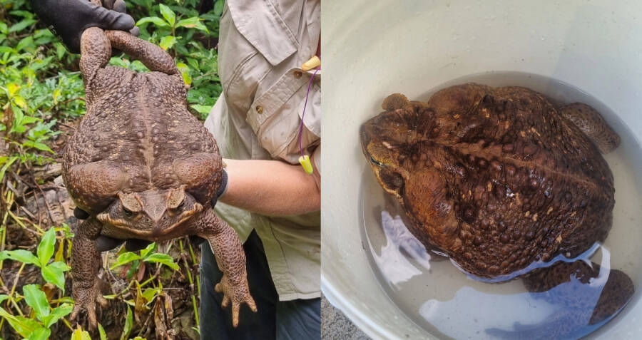 Weighing Almost Six Pounds, Australian 