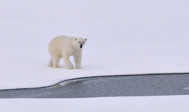 Polar Bear On Ice