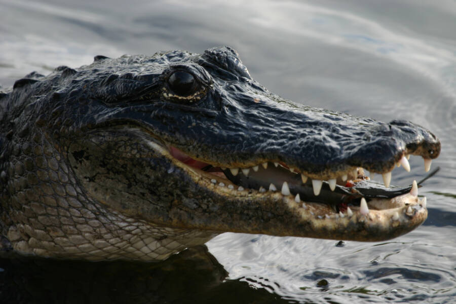 Alligator Eating A Catfish