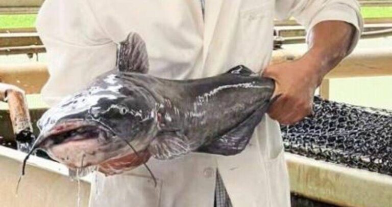 Baofeng Su With Catfish