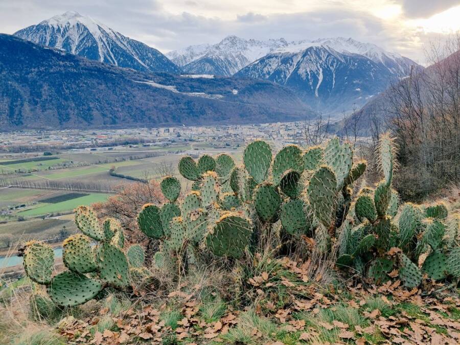 Cacti In Swiss Alps