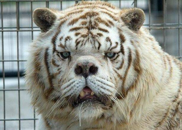 Kenny The Alleged Tiger With Down Syndrome