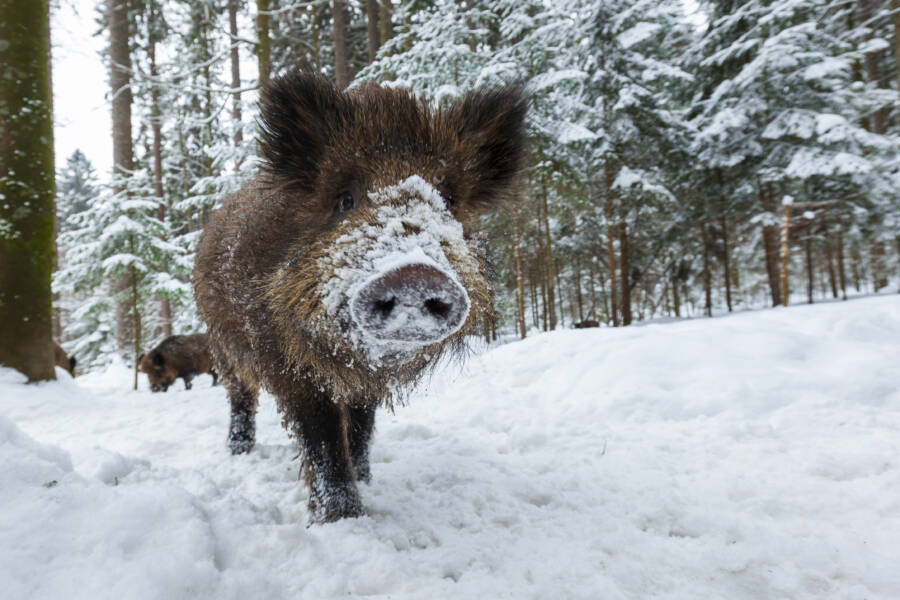 Feral Pig In The Snow