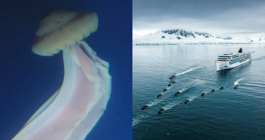 Giant Phantom Jellyfish Observed In Shallow Antarctic Waters