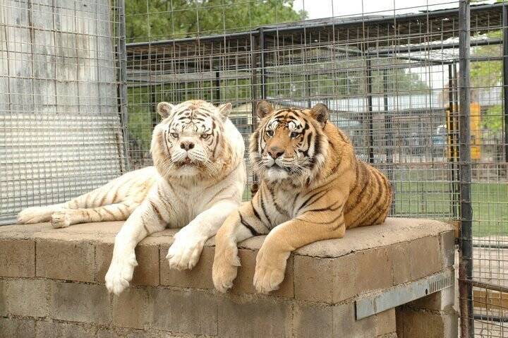 Kenny The Tiger And His Brother