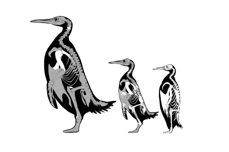 Kumimanu Penguin Skeleton Sketch