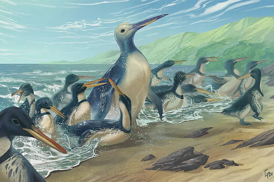 Ancient Kumimanu Petradyptes Penguins