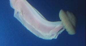 Stygiomedusa Gigantea