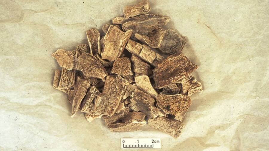 Viking Bones From Heath Wood