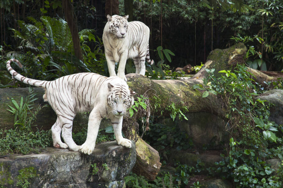 White Tigers In Captivity