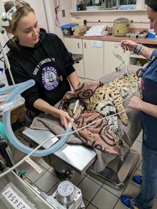 African Serval At The Vet