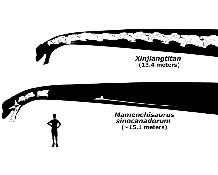 Comparison Of Sauropod Necks
