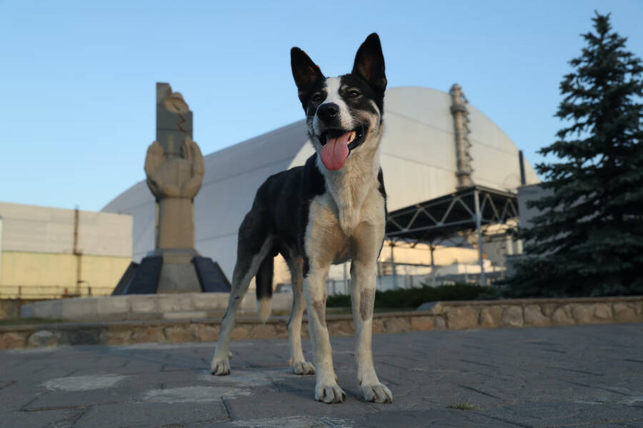 Dog Outside Of Chernobyl