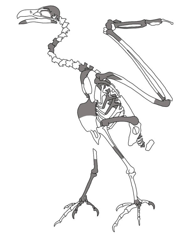 Dynatoaetus Gaffae Diagram