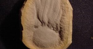 Essexella Asherae Fossil