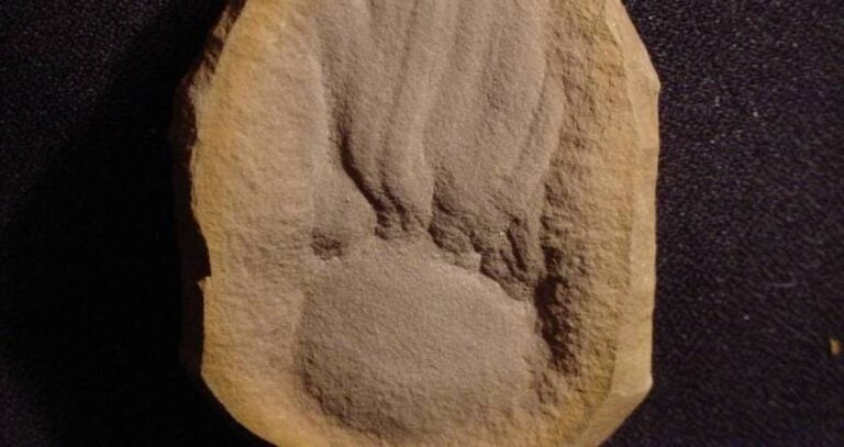 Essexella Asherae Fossil