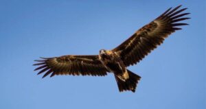 Wedge Tailed Eagle