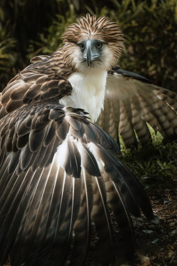 Giant Philippine Eagle