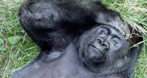 Gorilla Lying On Ground