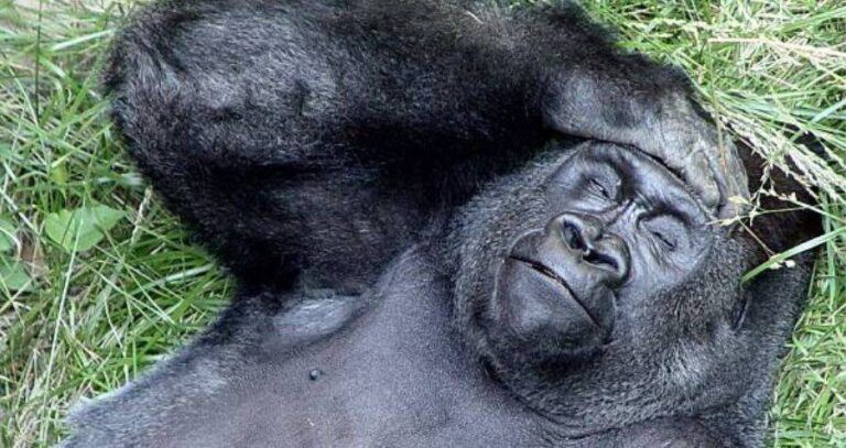 Gorilla Lying On Ground