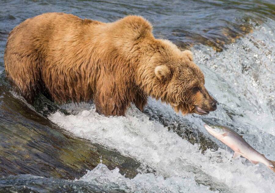 Katmai Coastal Brown Bear