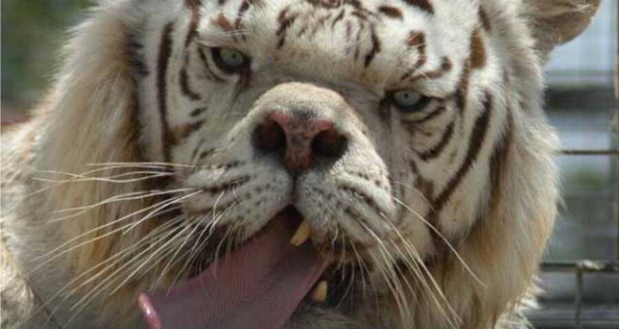Tigre Avec Le Syndrome De Down Un S appelle Liger Zita Du Zoo De Tigre Avec Le Syndrome De Down Un S appelle Liger Zita Du Zoo De