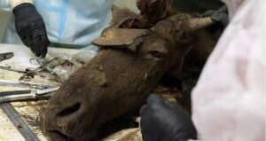 Necropsy Of Siberian Bison