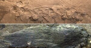 Qingganninginfructus Formosa Alongside A Petal