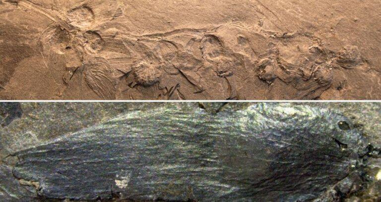 Qingganninginfructus Formosa Alongside A Petal