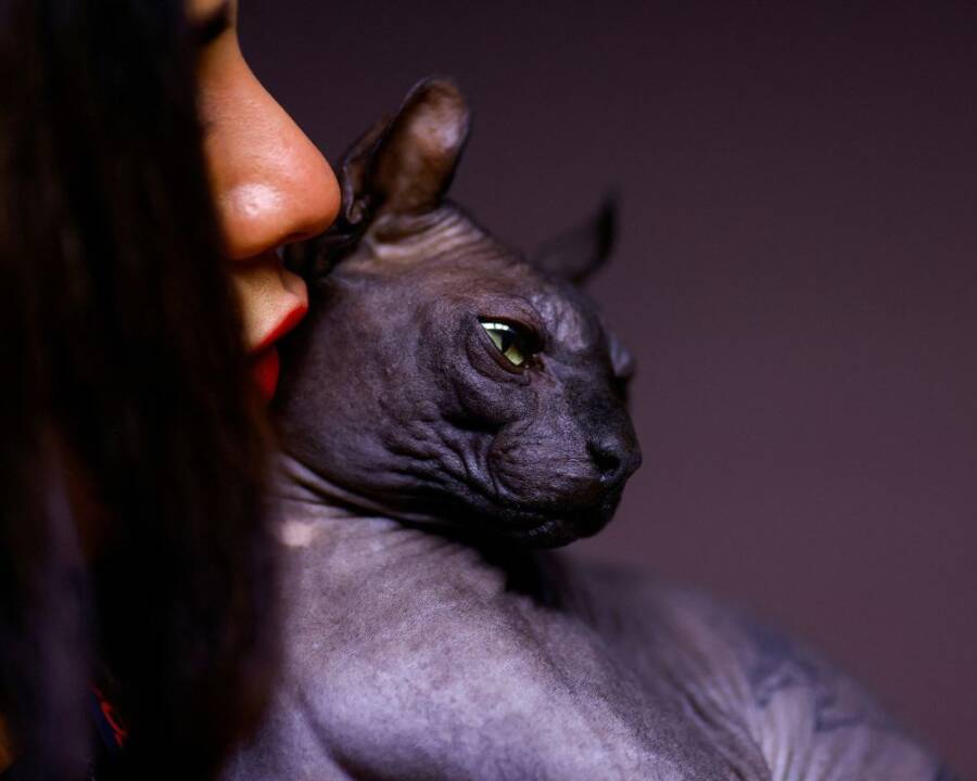 Rescued Sphynx Cat